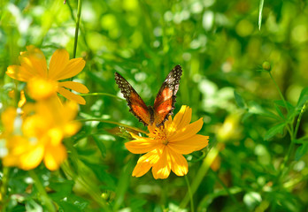 Wall Mural - Danaus genutia or oriental striped tiger butterfly on a flower of cosmos