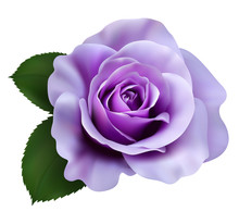 Realistic Purple Rose, Queen Of Beauty.