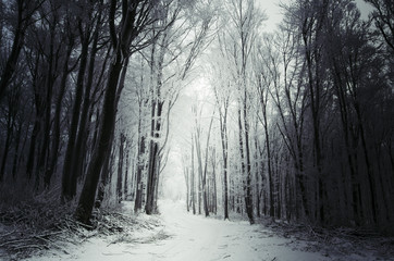 Wall Mural - winter forest path