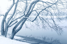 Winter Willow On River