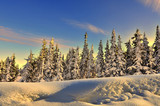 Fototapeta Na ścianę - Winter forest at the gentle colors of setting sun