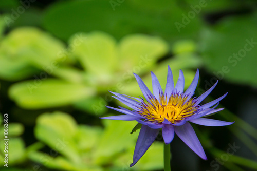 Zdjęcie XXL Ogromny purpurowy i żółty kwiat lilia lub nimfaea