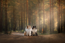 Two Dogs Sheltie In The Woods On The Path