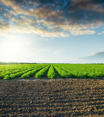 Canvas Print - black field and green tomatoes bushes in sunset