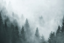Fantasy Foggy Forest In The Morning Fog. Picture Was Taken In Slovenia, EU.