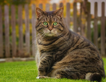 Overweight Tabby Cat Sitting On The Lawn