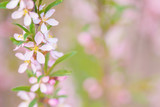 Fototapeta Kwiaty - Place for text on background with pink small flowers. Pink flowers of wild rosemary.
