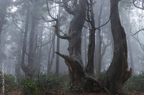 霧が立ち込める森 山形県戸沢村 幻想の森 Fantasy Forest Tozawamura Yamagata Japan Stock Photo Adobe Stock