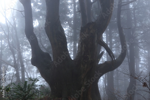 霧が立ち込める森 山形県戸沢村 幻想の森 Fantasy Forest Tozawamura Yamagata Japan Stock Photo Adobe Stock 霧が立ち込める森 山形県戸沢村 幻想の森 Fantasy Forest Tozawamura Yamagata Japan Stock Photo Adobe Stock