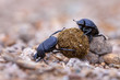hard working dung beetles facing problems
