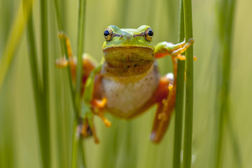 Poster - Tree frog frontal view