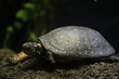 A young spotted turtle 