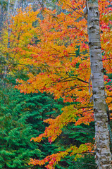 Wall Mural - Colorful trees