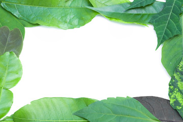 Wall Mural - frame of green leaf on white background