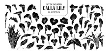 Set Of Isolated Silhouette Calla Lily In 41 Styles. Cute Hand Drawn Flower Vector Illustration In White Outline And Black Plane.