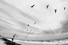 Autumn Seascape In Black And White. Man Walks On Sandy Beach In Stormy Weather. Flock Of Seagulls Flying Under Cloudy Sky. Dramatic Cold Sea