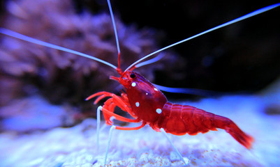 Poster - Red Fire shrimp - Lysmata Debelius 