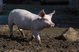 Fototapeta Zwierzęta - pink pig in the stable