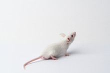 White Laboratory Mouse Close-up On A White Background