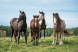 Fototapeta Konie - Herd of horses standing on the hill