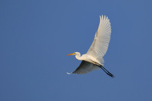 Image Of White Egret Flying In The Sky. Animal. White Bird.