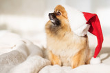 Fototapeta Psy - Christmas dog. happy new year card 2018 with the year dog symbol