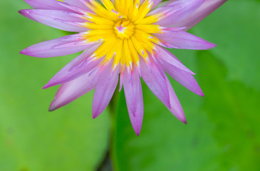 The top view of pink flower or  lotus flower using as background and wallpaper.