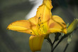 żółty  liliowiec