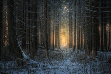 Evening In The Beautiful Spruce Winter Forest