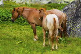 Fototapeta Konie - Beautiful landscape with wild horses in the mountain