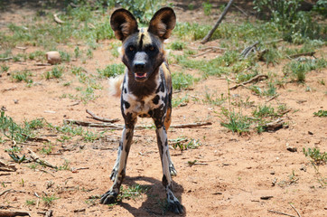 Wall Mural - african wild dog