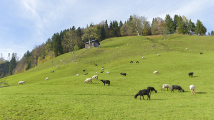 Green countryside village landscape at Autumn in Switzerland