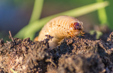 Macro Shot Of A Grub Worm Coming Out From The Compost.