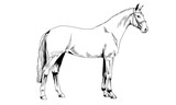 Fototapeta Konie - race horse without a harness drawn in ink by hand on white background in full length