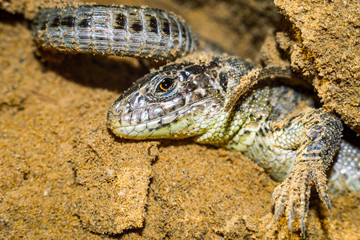 Wall Mural - portrait of a lizard close-up