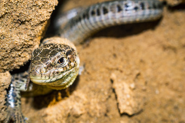 Wall Mural - portrait of a lizard close-up