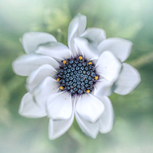 Close-up Of A White Flower