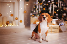 Beautiful Beagle Dog Sitting Near The Christmas Tree