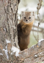 Pine Marten (Martes Americana) On A Snow Covered Tree Branch In Algonquin Park, Canada