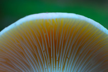 Colorful Edible Russula Mushroom Cap, Blurred Green Mossy Forest On Background. Hat Brittle Gill Mushroom Closeup, Fungi Picking Up Concept, Macro.