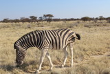 Fototapeta Sawanna - Zebra in der Savanne