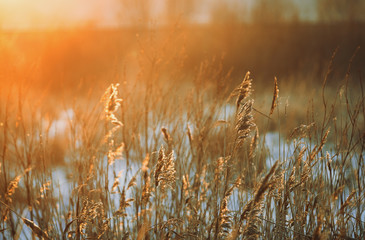 The dried stalks of reeds against the background of a winter sunset on a frosty day /  reed in winter against the sunset