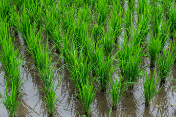 Green field rice terrace at Bali, Indonesia