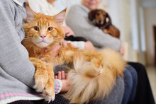 People With Pets Are Waiting For Medical Examination