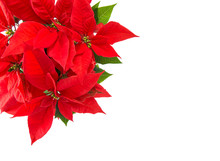 Red Christmas Flower Poinsettia Isolated White Background
