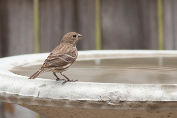 Finch bird on a birdbath.