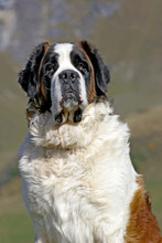 Portrait Of A Alert Saint Bernard Dog Sitting In A Meadow In The Alpine, Switzerland, Close Up