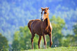 Chestnut Arabian Foal playing at summer pasture.