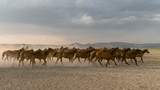 Fototapeta Sawanna - Horses run gallop in dust