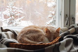 Fototapeta Koty - A red cat sleeps in a basket near the window in winter.
